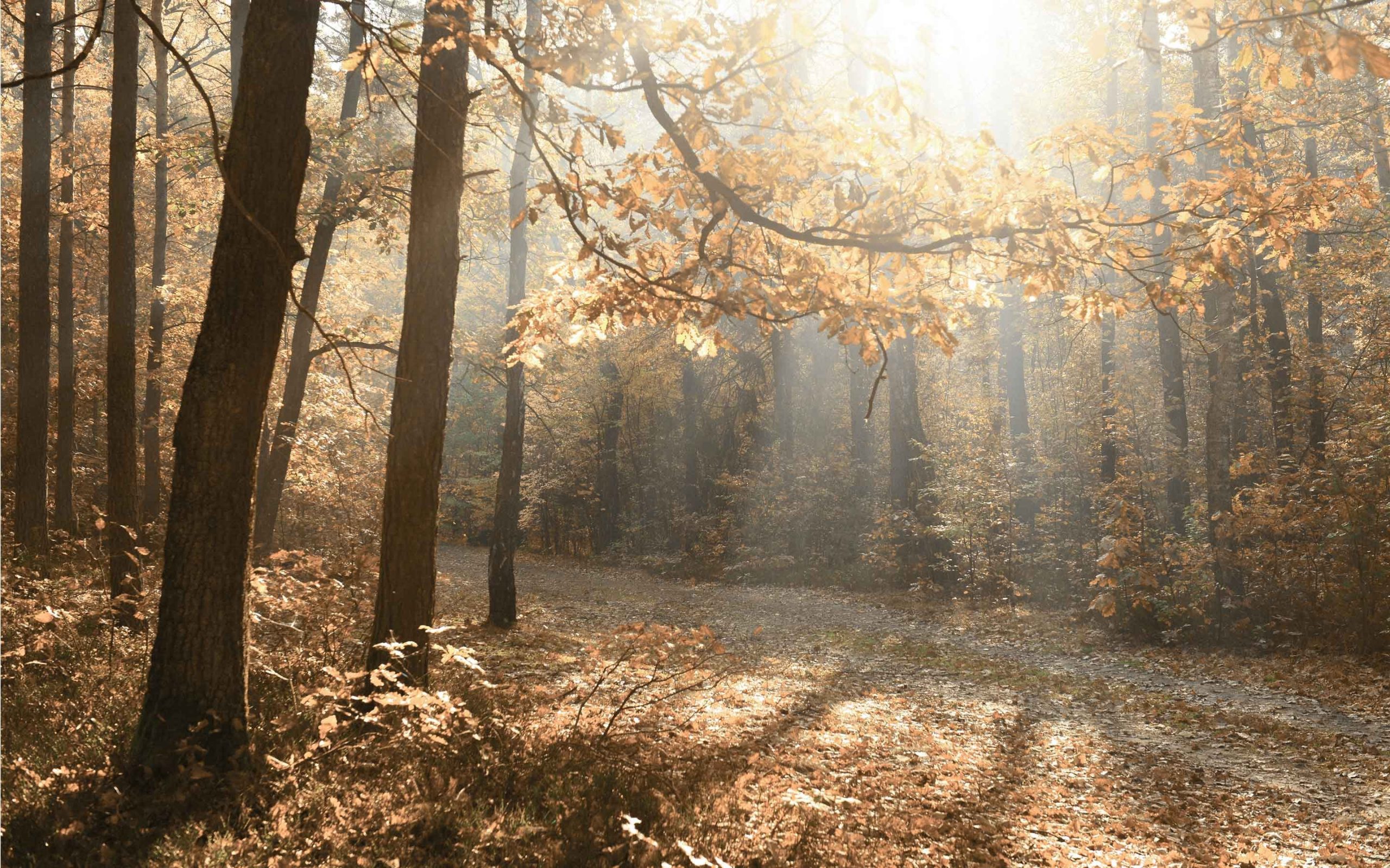 Leaf-Inspiration-Haberdashery-1-slideshow