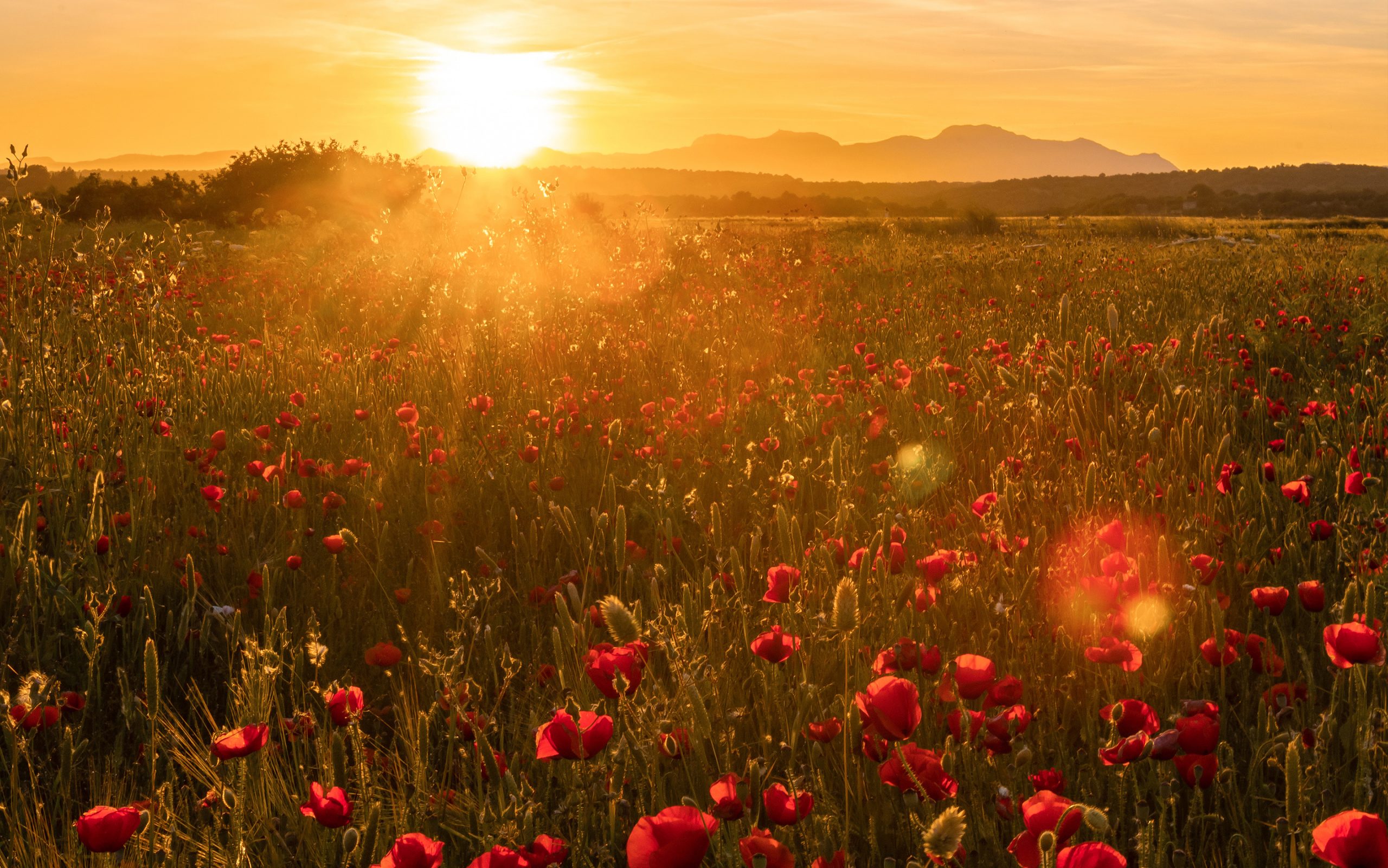 Summer-Meadow-Haberdashery-Inspiration-272664579-l