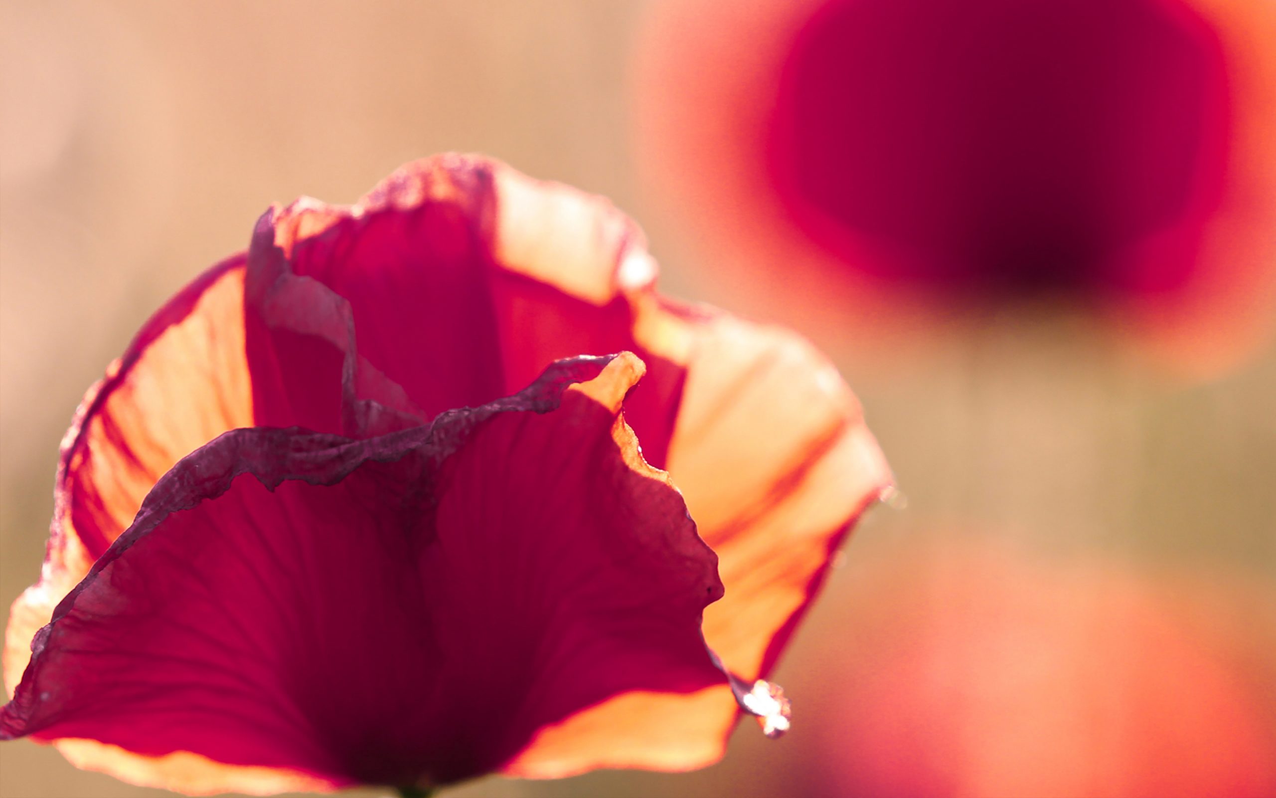 Summer-Meadow-Haberdashery-Inspiration-274552797-l